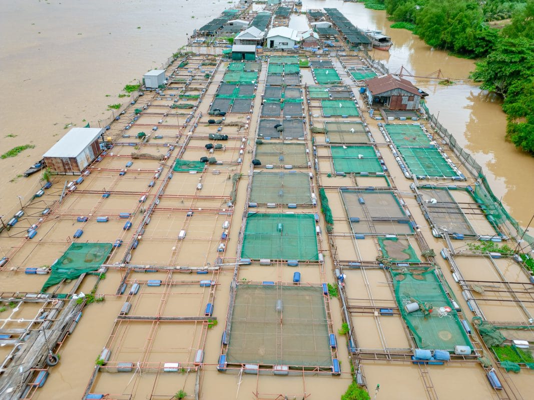 Why Import Fish Balls from Vietnam? 3 Nhat Tam's fish farming area on the Mekong River