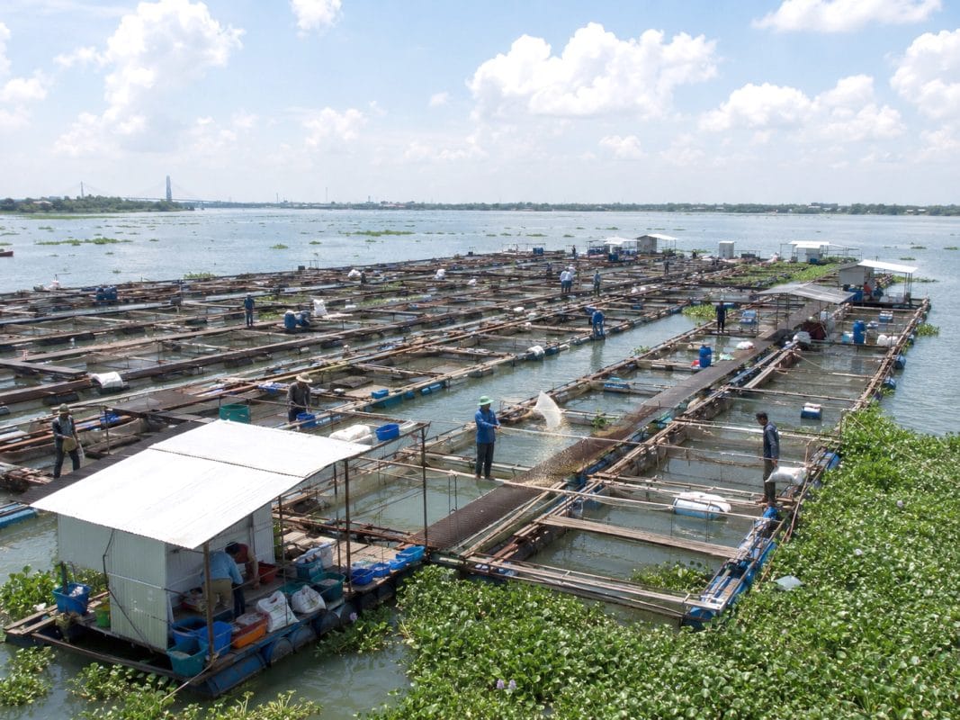 Nhat Tam Food operates its own aquaculture farms in Vietnam's Mekong Delta